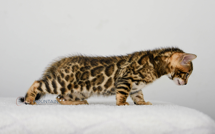 Bengal kitten for sale